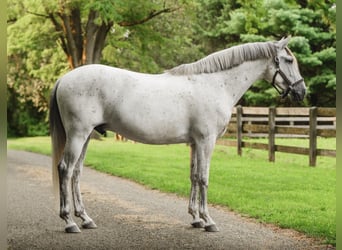 Andalusier, Wallach, 7 Jahre, 163 cm, Schimmel