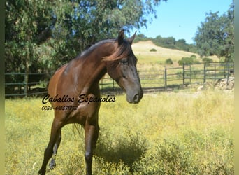 Andalusier, Wallach, 7 Jahre, 164 cm, Dunkelbrauner
