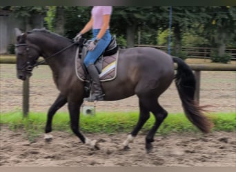 Andalusier, Wallach, 7 Jahre, 164 cm, Rappe