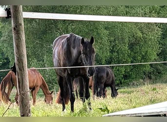 Andalusier, Wallach, 7 Jahre, 164 cm, Rappe