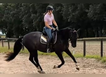 Andalusier, Wallach, 7 Jahre, 164 cm, Rappe