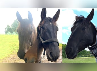 Andalusier, Wallach, 7 Jahre, 164 cm, Rappe