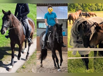 Andalusier, Wallach, 7 Jahre, 164 cm, Rappe