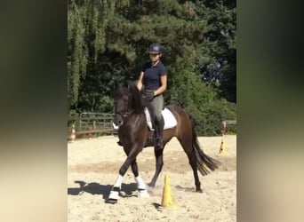 Andalusier, Wallach, 7 Jahre, 164 cm, Rappe