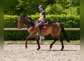 Andalusier, Wallach, 7 Jahre, 165 cm, Brauner