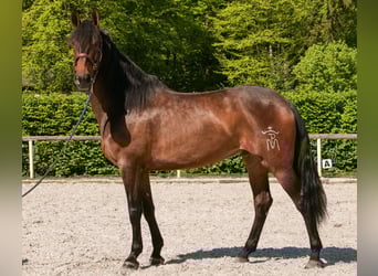Andalusier, Wallach, 7 Jahre, 165 cm, Brauner