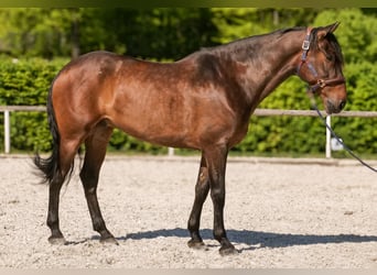 Andalusier, Wallach, 7 Jahre, 165 cm, Brauner
