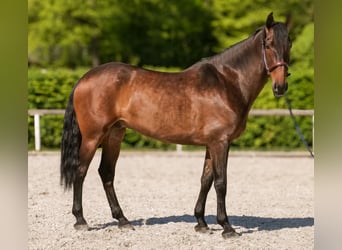 Andalusier, Wallach, 7 Jahre, 165 cm, Brauner