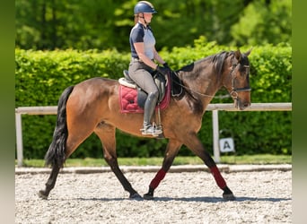 Andalusier, Wallach, 7 Jahre, 165 cm, Brauner