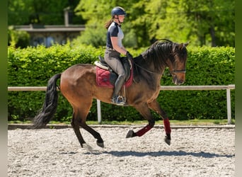 Andalusier, Wallach, 7 Jahre, 165 cm, Brauner