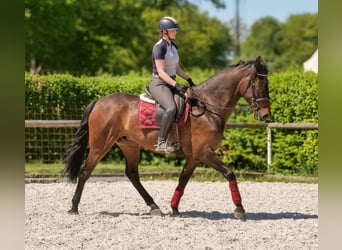 Andalusier, Wallach, 7 Jahre, 165 cm, Brauner