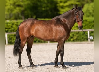 Andalusier, Wallach, 7 Jahre, 165 cm, Brauner