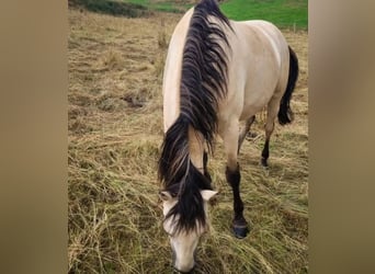Andalusier, Wallach, 7 Jahre, 165 cm, Buckskin