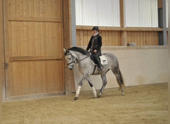 Andalusier, Wallach, 7 Jahre, 167 cm, Apfelschimmel