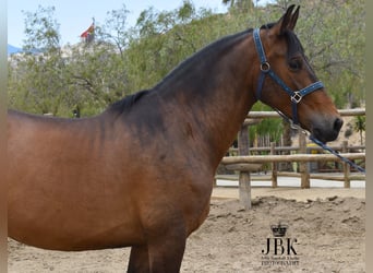 Andalusier, Wallach, 7 Jahre, 167 cm, Brauner