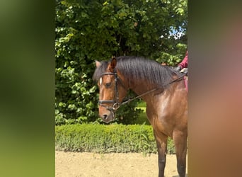 Andalusier, Wallach, 7 Jahre, 167 cm, Dunkelbrauner