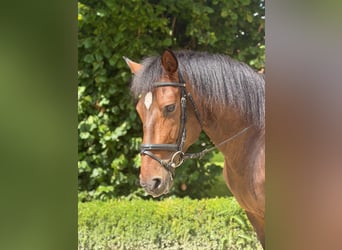 Andalusier, Wallach, 7 Jahre, 167 cm, Dunkelbrauner