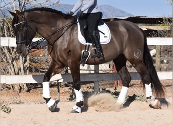 Andalusier, Wallach, 7 Jahre, 172 cm, Rappe