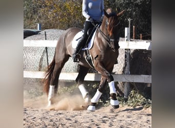 Andalusier, Wallach, 7 Jahre, 172 cm, Rappe