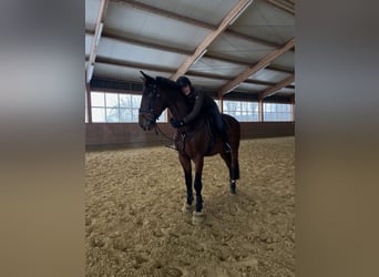 Andalusier, Wallach, 7 Jahre, 178 cm, Brauner