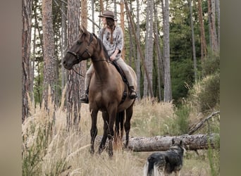 Andalusier Mix, Wallach, 7 Jahre, 178 cm, Rotbrauner