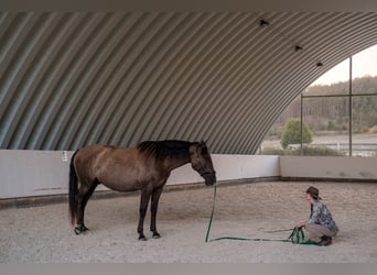 Andalusier Mix, Wallach, 7 Jahre, 178 cm, Rotbrauner