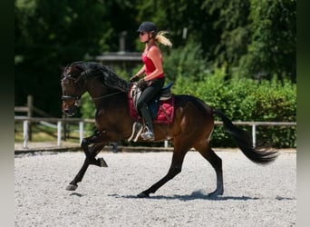 Andalusier, Wallach, 7 Jahre, Dunkelbrauner