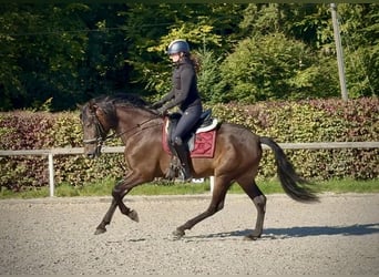 Andalusier, Wallach, 7 Jahre, Dunkelbrauner