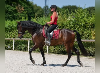 Andalusier, Wallach, 7 Jahre, Dunkelbrauner