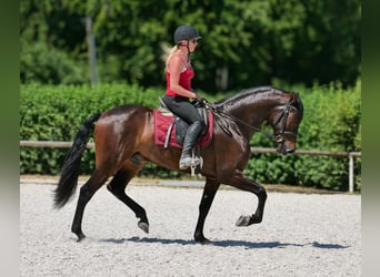 Andalusier, Wallach, 7 Jahre, Dunkelbrauner