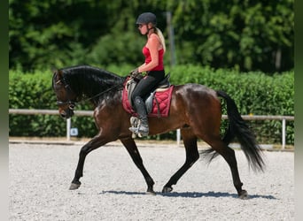 Andalusier, Wallach, 7 Jahre, Dunkelbrauner