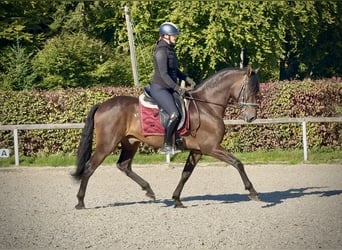 Andalusier, Wallach, 7 Jahre, Dunkelbrauner