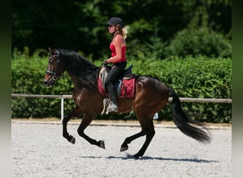 Andalusier, Wallach, 7 Jahre, Dunkelbrauner
