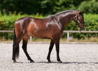 Andalusier, Wallach, 7 Jahre, Dunkelbrauner