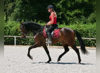 Andalusier, Wallach, 7 Jahre, Dunkelbrauner