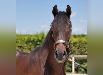 Andalusier, Wallach, 7 Jahre, Dunkelbrauner