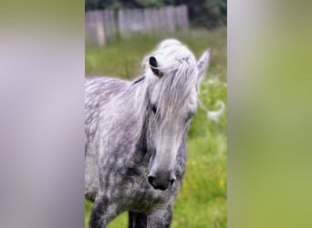 Andalusier Mix, Wallach, 8 Jahre, 150 cm, Apfelschimmel