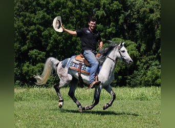 Andalusier, Wallach, 8 Jahre, 150 cm, Apfelschimmel