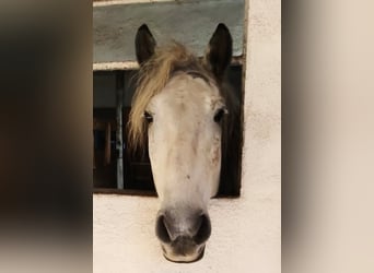 Andalusier Mix, Wallach, 8 Jahre, 151 cm, Apfelschimmel