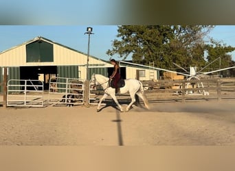 Andalusier, Wallach, 8 Jahre, 152 cm, Schimmel