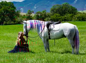 Andalusier Mix, Wallach, 8 Jahre, 152 cm, Schimmel