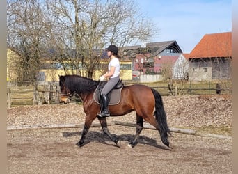 Andalusier Mix, Wallach, 8 Jahre, 154 cm, Brauner