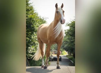 Andalusier, Wallach, 8 Jahre, 154 cm, Palomino