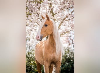 Andalusier, Wallach, 8 Jahre, 154 cm, Palomino