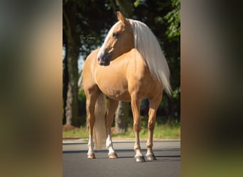 Andalusier, Wallach, 8 Jahre, 154 cm, Palomino