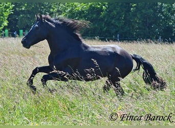 Andalusier, Wallach, 8 Jahre, 154 cm, Rappe