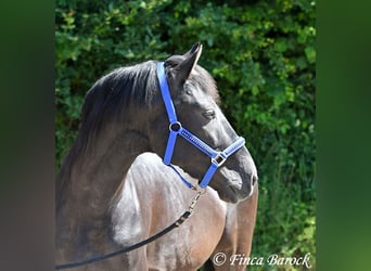 Andalusier, Wallach, 8 Jahre, 154 cm, Rappe