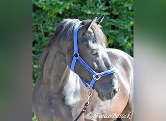 Andalusier, Wallach, 8 Jahre, 154 cm, Rappe