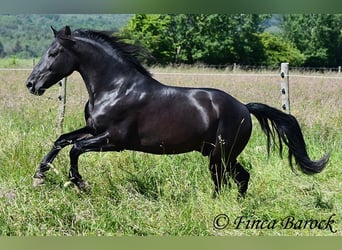 Andalusier, Wallach, 8 Jahre, 154 cm, Rappe