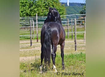 Andalusier, Wallach, 8 Jahre, 154 cm, Rappe